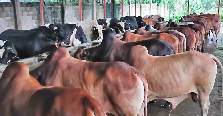 সিংগাইরে কোরবানির জন্য প্রস্তুত ১ লাখ দশ হাজার পশু