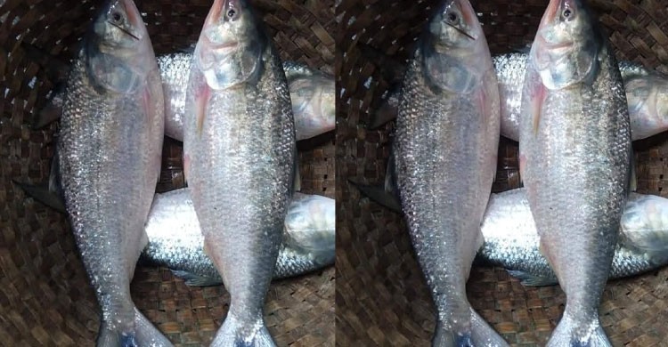 মেঘনা নদীতে ইলিশ পাচ্ছেন না জেলেরা