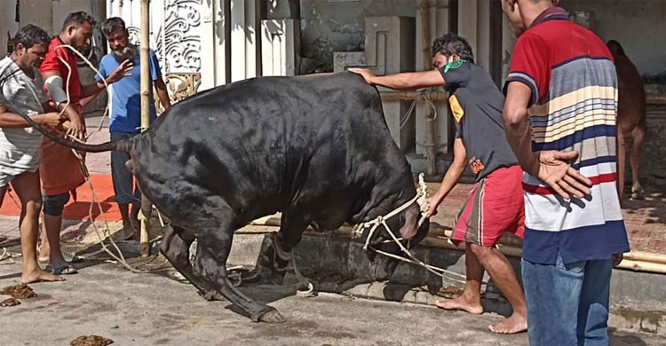 পশু কোরবানির মাধ্যমে উদযাপিত হচ্ছে ঈদুল আজহা