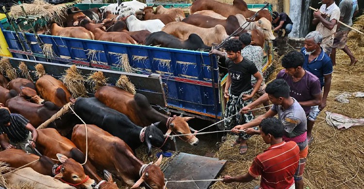 ঈদের দ্বিতীয় দিনেও চলছে পশু কোরবানি