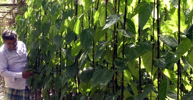 ছবিঃ সংগৃহীত