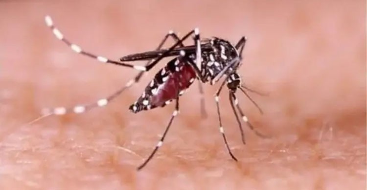 ২৪ ঘণ্টায় ডেঙ্গুতে আরও একজনের মৃত্যু, আক্রান্ত ৩৮৬ জন