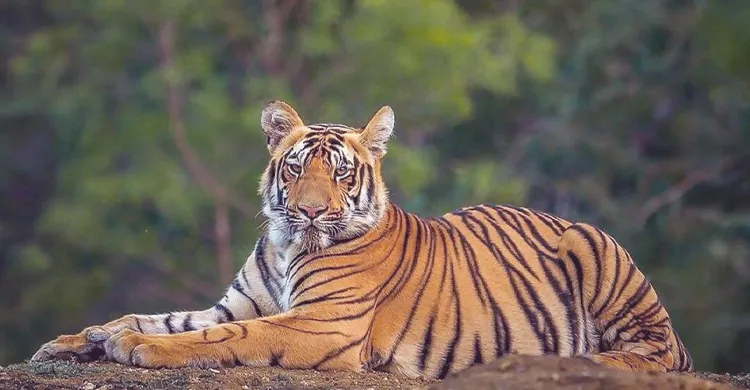 বিশ্ব বাঘ দিবসে সংকুচিত বন, নিঃস্ব মানুষ, হুমকির মুখে রয়েল বেঙ্গল টাইগার