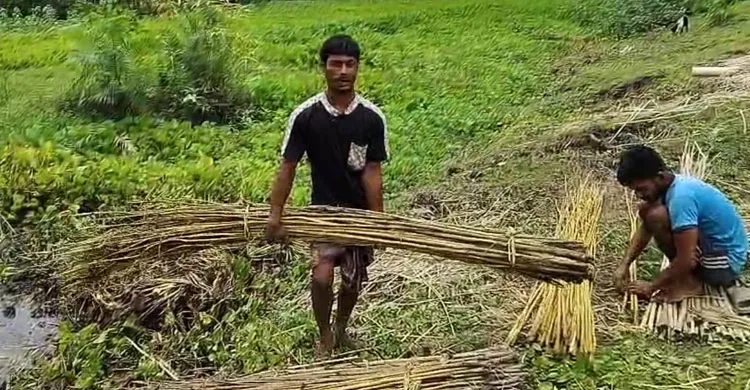 নেত্রকোনায় পাটচাষে চাষীদের অনাগ্রহ, হুমকির মুখে ‘সোনালি আঁশের’ সম্ভাবনা