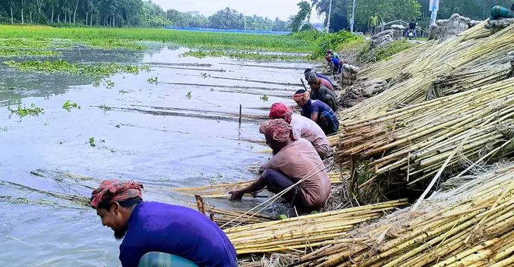 চুয়াডাঙ্গায় কদর বেড়েছে পাটকাঠির