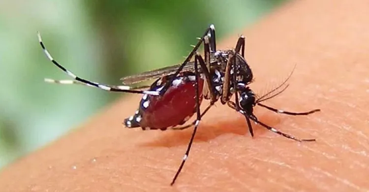 গত ২৪ ঘণ্টায় ডেঙ্গু আক্রান্ত হয়ে মারা গেছেন ৩ জন, হাসপাতালে ভর্তি ৩২৫