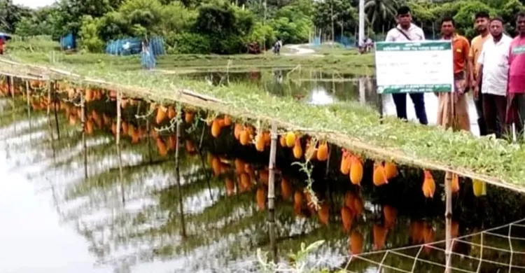 ছবিঃ সংগৃহীত