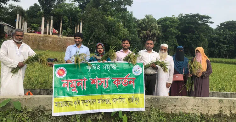 কাপাসিয়ায় আউস ধানের নমুনা শস্য কর্তন উদ্বোধন