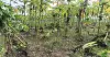 অতিবৃষ্টিতে চুয়াডাঙ্গায় ৮৭২ হেক্টর জমির ফসল ক্ষতিগ্রস্ত