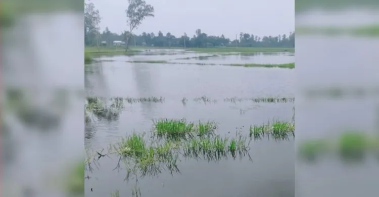 অঝর বৃষ্টিতে ডুবছে আবাদি জমি আমন চারা রোপণে দুশ্চিন্তায় কৃষক