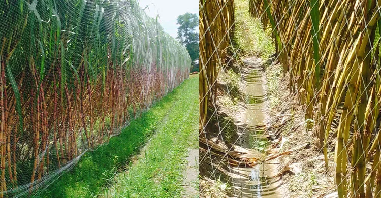 মাধবপুরে আখের বাম্পার ফলন, খুশি কৃষকরা