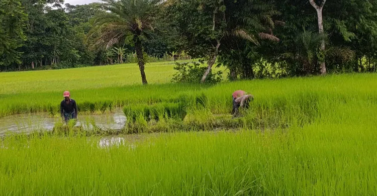 দুমকিতে রোপা আমনের ব্যস্ততা, লক্ষ্যমাত্রা ৬,৬৪১ হেক্টর