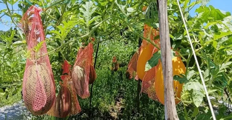 অতিবৃষ্টিতে লোকসানের শঙ্কা, সাতক্ষীরা তালায় গ্রীষ্মকালীন তরমুজ চাষ