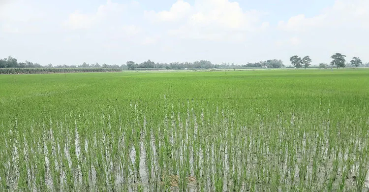 কৃষি উপকরণের চড়া দরে দিশেহারা কৃষক