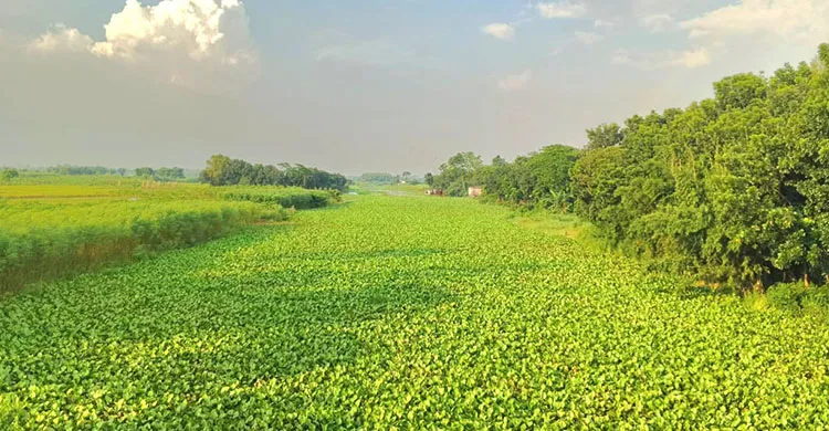কচুরিপানায় ভরা ধলেশ্বরী, বর্ষাতেও বন্ধ নৌপথ