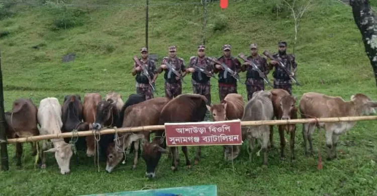 সুনামগঞ্জে বিজিবির অভিযানে ৬ লাখ টাকা মূল্যের ১২টি ভারতীয় গরু আটক