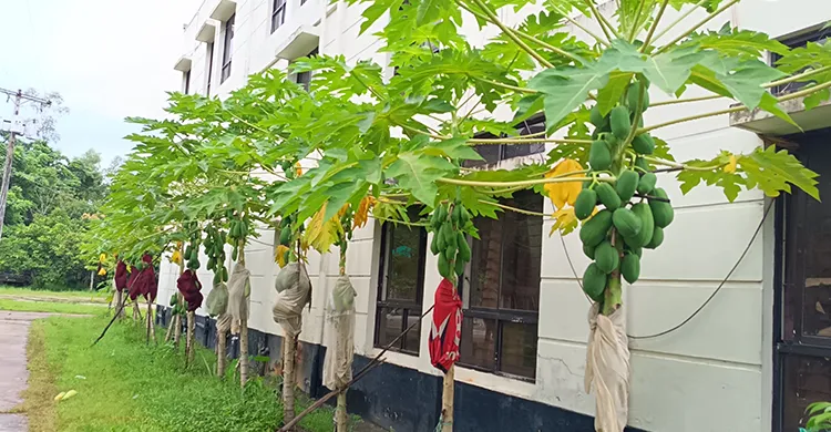 থানার আঙিনায় সবুজের ছোঁয়া গাছে গাছে ঝুলছে পেপে