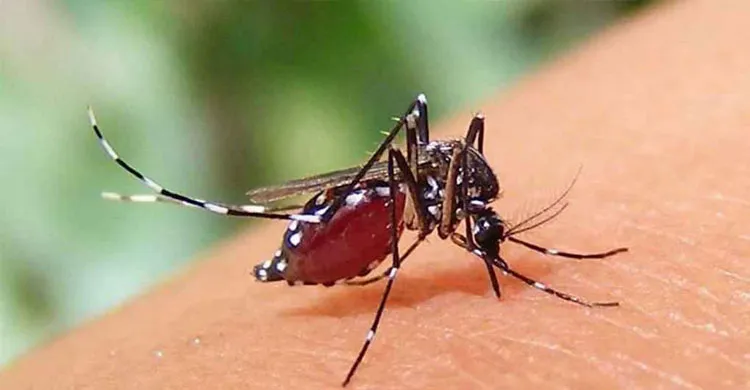 দেশে ডেঙ্গুতে রেকর্ড মৃত্যু, হাসপাতালে ৭৪০