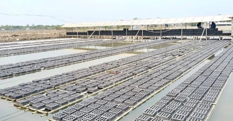 লোনা পানির অভাবে সাতক্ষীরায় কাঁকড়া-চিংড়ি উৎপাদন কমে যাওয়ার আশঙ্কা