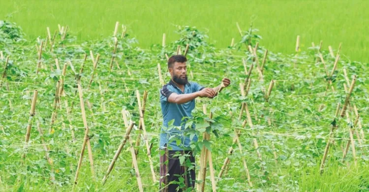 আগাম সবজি চাষে চরাঞ্চলে ব্যস্ত সময় পার করছেন কৃষকরা