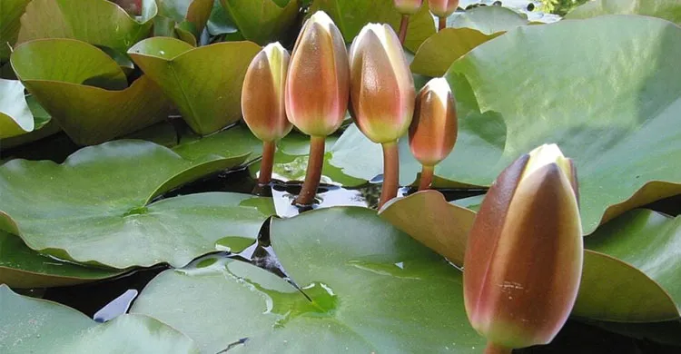 ছবিঃ সংগৃহীত