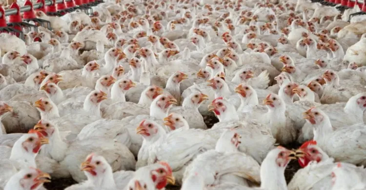 ছবিঃ সংগৃহীত