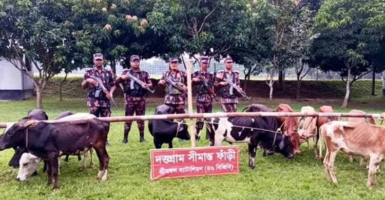 কুলাউড়া সীমান্তে বিজিবির অভিযানে ১৩ ভারতীয় গরু আটক