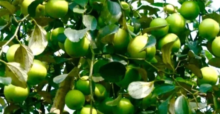 ছবিঃ সংগৃহীত