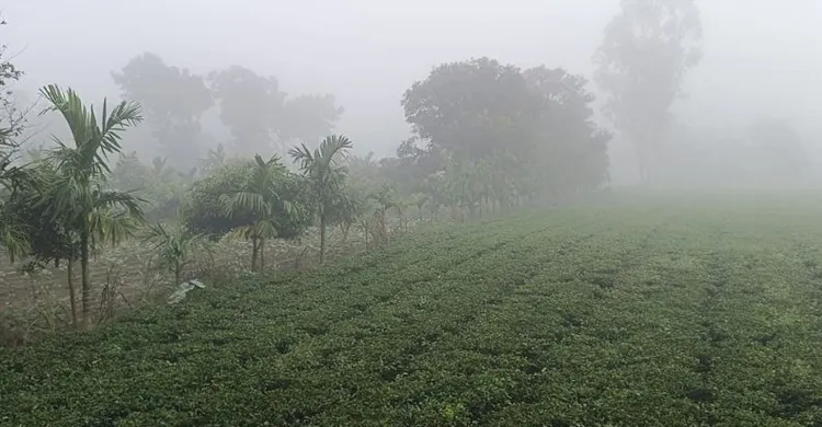 কুয়াশায় মোড়া রাজশাহী, রাজধানীতে শীতের আগমনী বার্তা