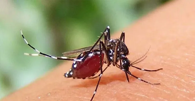 ছবিঃ সংগৃহীত