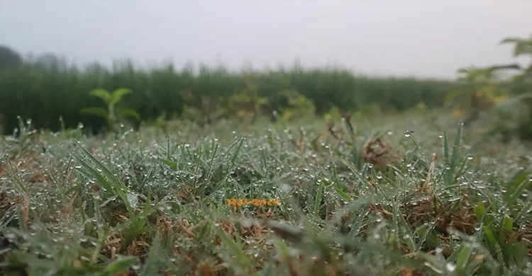 শীতের আগমনী বার্তা দিচ্ছে প্রকৃতি