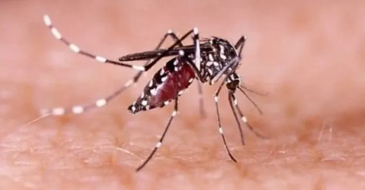 ছবিঃ সংগৃহীত