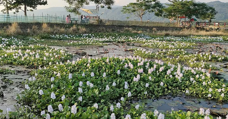 জৈন্তাপুরে লাল শাপলা বিলের সৌন্দর্য কেড়ে নিচ্ছে কচুরিপানা