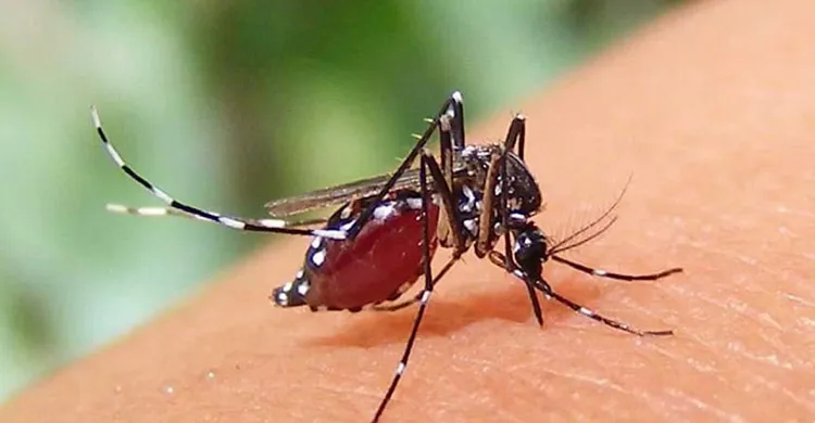 ডেঙ্গুতে আরও ৫ মৃত্যু, একদিনে হাসপাতালে ভর্তি ৭৯২