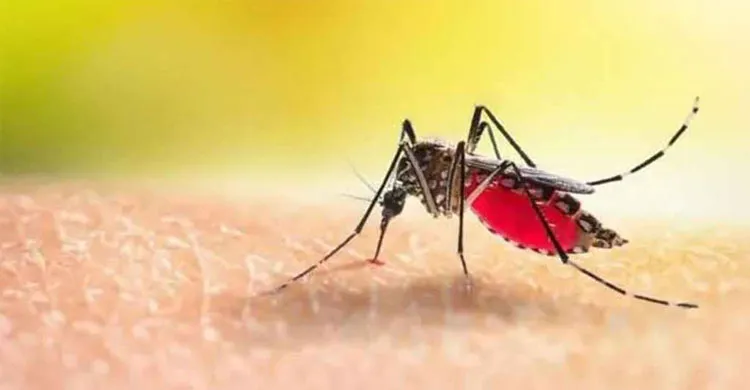 ডেঙ্গুতে আরও ৫ জনের মৃত্যু, ২৪ ঘণ্টায় হাসপাতালে ভর্তি ১১৩৯