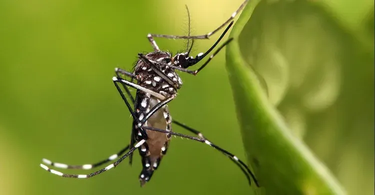 ২৪ ঘণ্টায় আরও ৩ জনের মৃত্যু, চলতি বছর ডেঙ্গুতে প্রাণহানি ৩৫৬