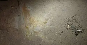 এবার দুদকের সামনে ককটেল বিস্ফোরণ