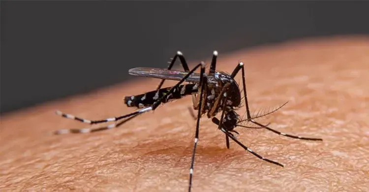 ডেঙ্গুতে আরও ৩ মৃত্যু, ২৪ ঘণ্টায় হাসপাতালে ভর্তি ৪১১