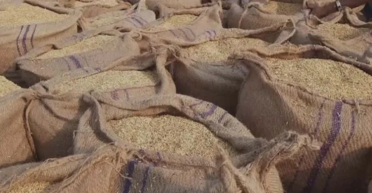 কমলনগরে অসঙ্গতি রেখে কৃষকের কাছ থেকে আমন ধান সংগ্রহের অভিযোগ