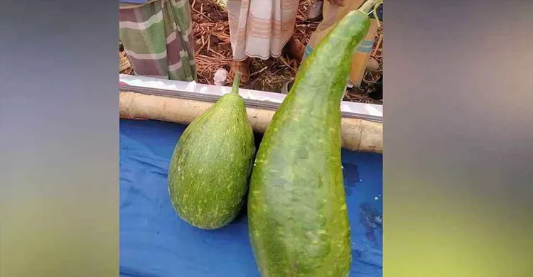 সুনামগঞ্জের দিরাইয়ে এক জোড়া লাউ ১৮ হাজার টাকায় বিক্রি