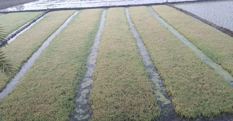 শার্শায় ঘন কুয়াশা ও শৈত্যপ্রবাহে বোরো বীজতলার ব্যাপক ক্ষতি, চাষিরা দিশেহারা