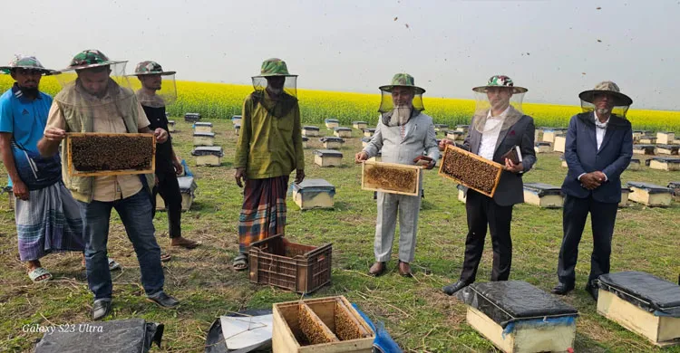 সরিষা আর মৌচাষে আগ্রহ বাড়ছে নাসিরনগরের কৃষকদের