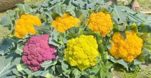 ‎ফুলকপিতে রঙিন হয়ে উঠেছে কিশোরগঞ্জে কৃষকের ক্ষেত