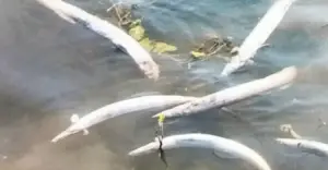 টাংগুয়ার হাওরে শক মেশিনে অবৈধভাবে মাছ নিধনের অভিযোগ