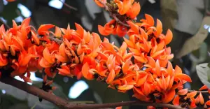 ভালুকায় ঋতুরাজ বসন্তে মুগ্ধতা ছড়াচ্ছে শিমুল