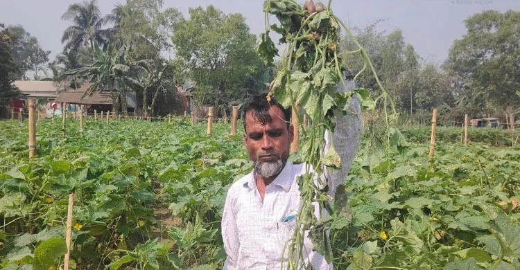 শ্রীপুরে কৃষকের স্বপ্নের ফসল এক বিঘা শসা ক্ষেত কেটে দিয়েছে দুর্বৃত্তরা, প্রায় ২ লাখ টাকার ক্ষতি