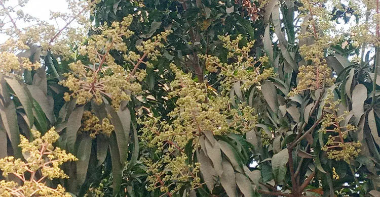 শ্রীপুরে গাছে গাছে আমের মুকুলে ভরপুর, কয়েকদিনের মধ্যে মিলবে গুটি