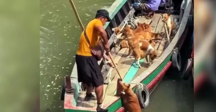 ছবিঃ সংগৃহীত