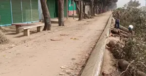 ব্যক্তিগত গাড়ি চলার জন্য ২০ গাছ কাটায় মিঠামইন উপজেলা বিএনপি সভাপতির পদ স্থগিত