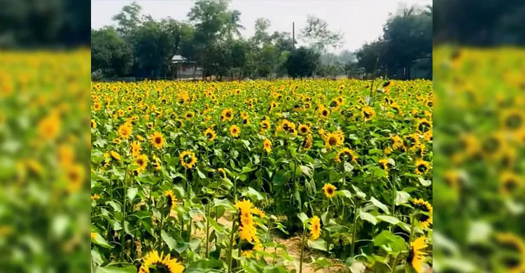 শ্রীপুরে সূর্যমুখী চাষে গ্রামীণ পর্যায়ে সৃষ্টি করেছে একটি ভিন্নধর্মী বিনোদনকেন্দ্র